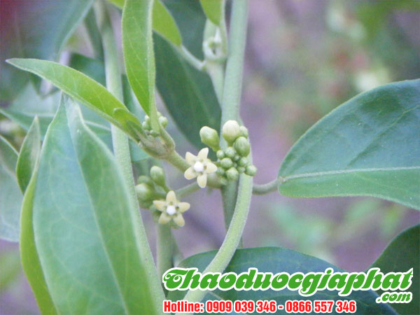 day-thia-canh-tai-quan-4