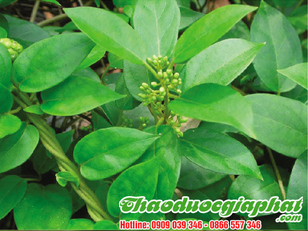 day-thia-canh-tai-quan-8