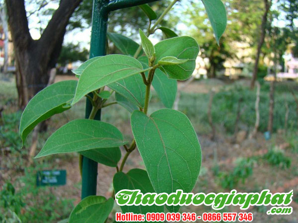 day-thia-canh-tai-quan-binh-tan