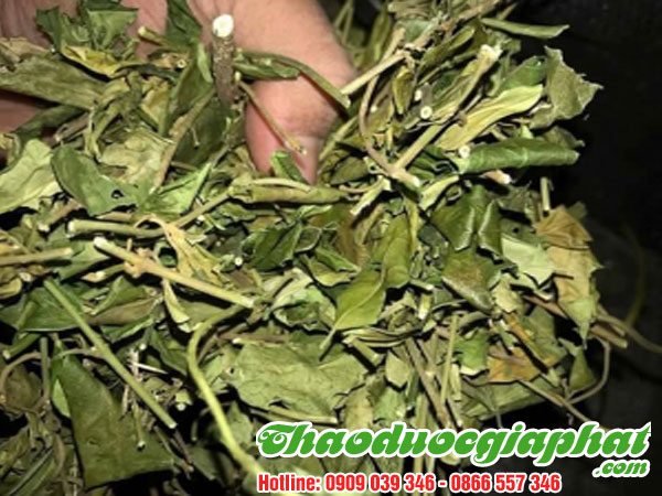 day-thia-canh-tai-quan-go-vap