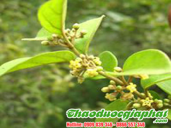 day-thia-canh-tai-quan-tan-phu