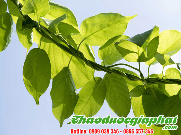 day-thia-canh-tai-quan-thu-duc