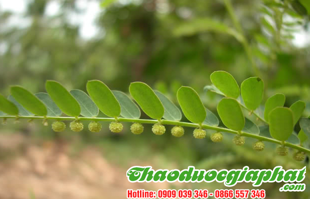 diep-ha-chau-tai-huyen-binh-chanh