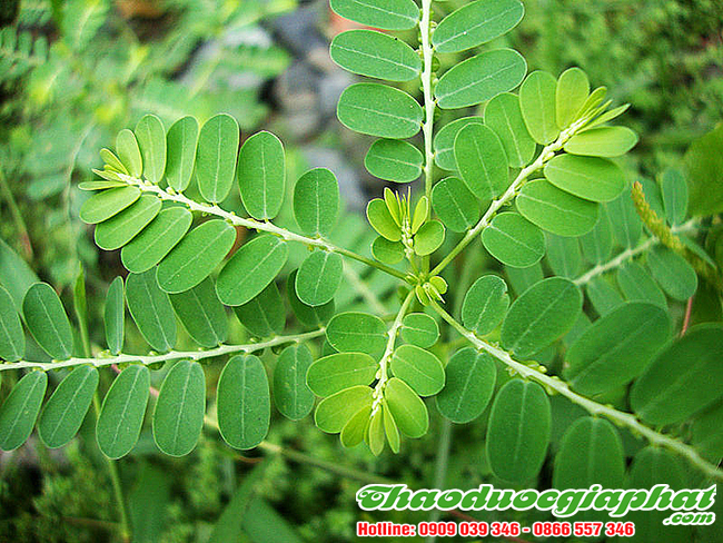 diep-ha-chau-tai-huyen-can-gio