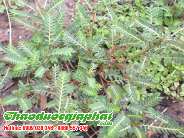 diep-ha-chau-tai-huyen-hoc-mon