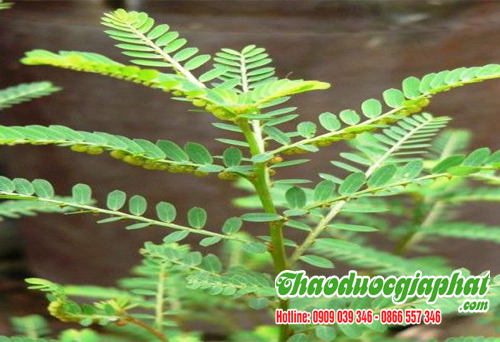 diep-ha-chau-tai-huyen-nha-be