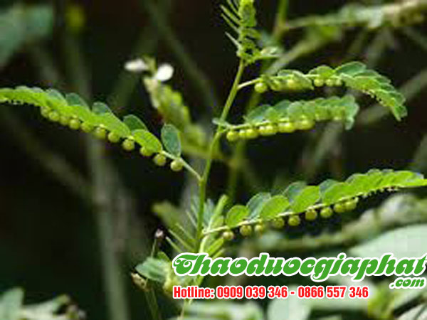 diep-ha-chau-tai-quan-1