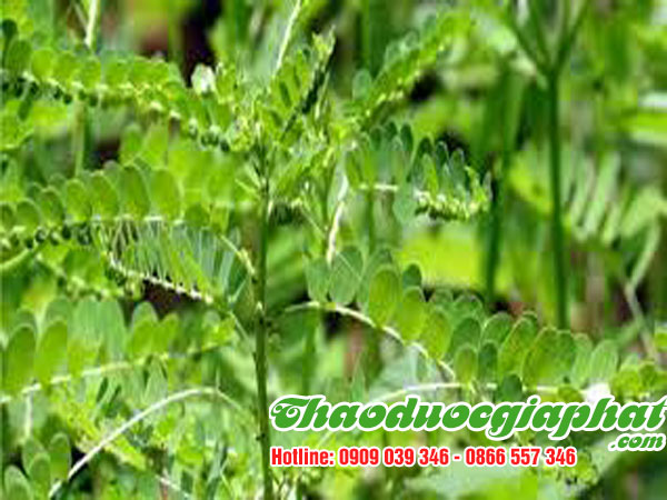 diep-ha-chau-tai-quan-12