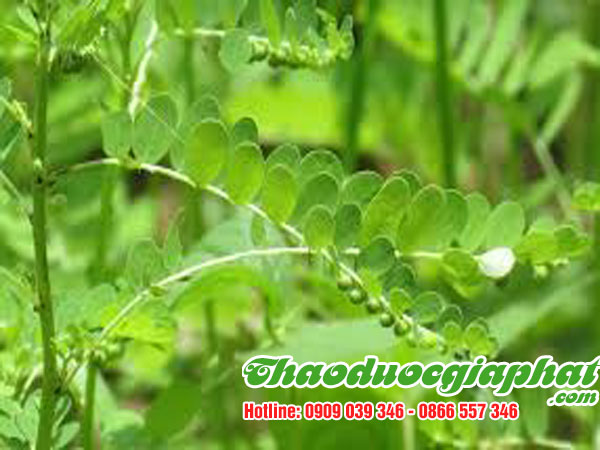 diep-ha-chau-tai-quan-2