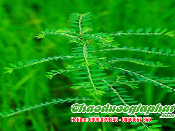 diep-ha-chau-tai-quan-4