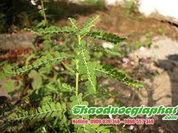diep-ha-chau-tai-quan-6