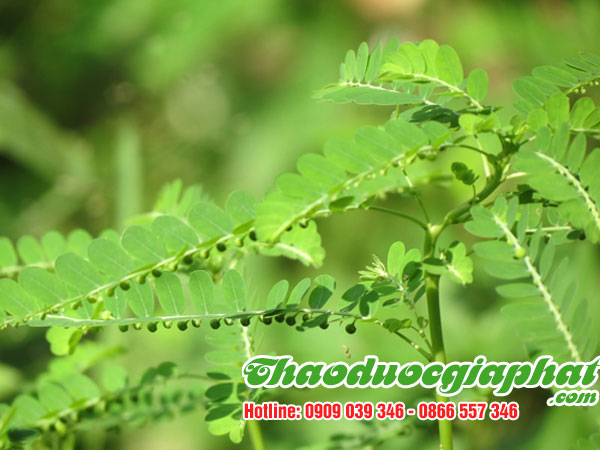 diep-ha-chau-tai-quan-8