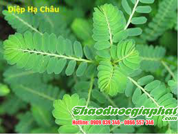 diep-ha-chau-tai-quan-9