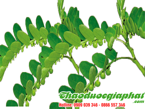 diep-ha-chau-tai-quan-binh-tan