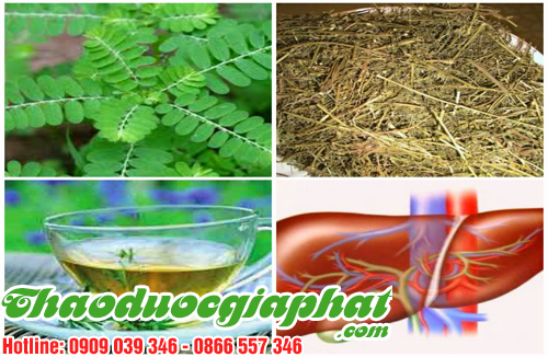 diep-ha-chau-tai-quan-go-vap