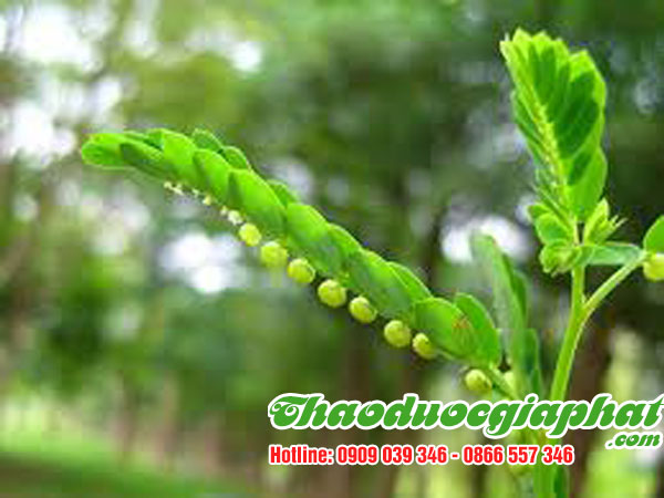 diep-ha-chau-tai-quan-phu-nhuan