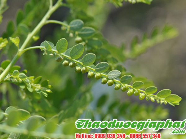 diep-ha-chau-tai-quan-thu-duc