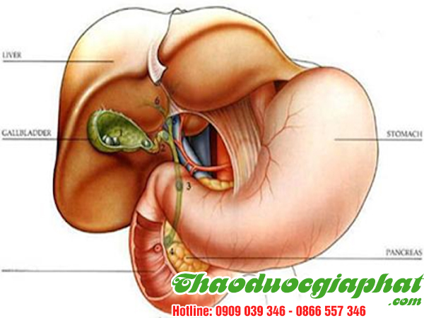 diep-ha-chau-tri-san-mat-tai-huyen-binh-chanh.