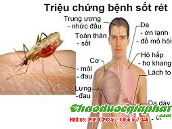 diep-ha-chau-tri-sot-ret-tai-quan-4