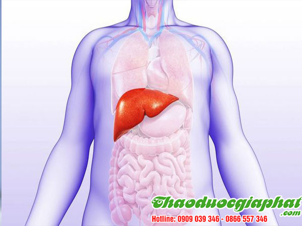 dieu-tri-xo-gan-hieu-qua-voi-kim-tien-thao-tai-huyen-hoc-mon