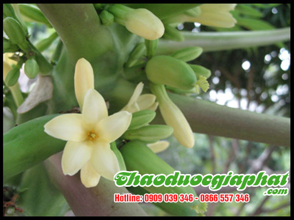 hoa-du-du-duc-tai-huyen-binh-chanh