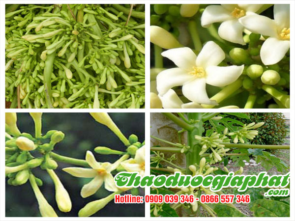 hoa-du-du-duc-tai-huyen-can-gio