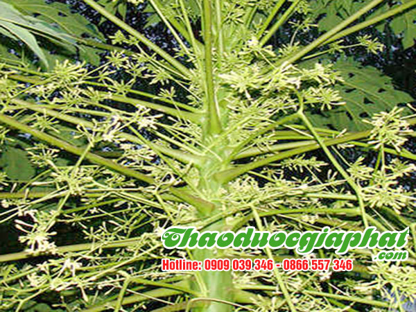 hoa-du-du-duc-tai-huyen-cu-chi