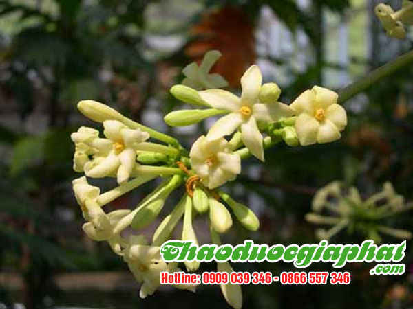 hoa-du-du-duc-tai-huyen-hoc-mon