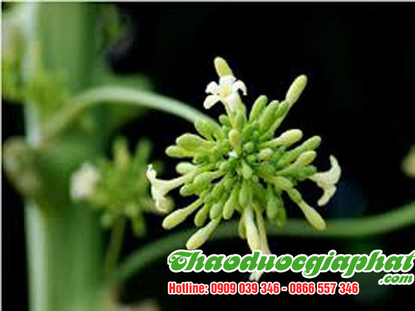 hoa-du-du-duc-tai-quan-1