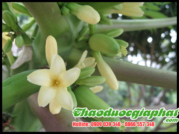 hoa-du-du-duc-tai-quan-11