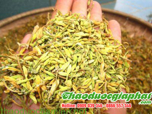 hoa-du-du-duc-tai-quan-6