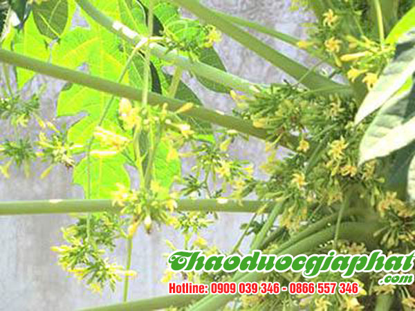 hoa-du-du-duc-tai-quan-binh-tan