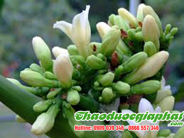 hoa-du-du-duc-tai-quan-phu-nhuan