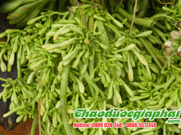 hoa-du-du-duc-tai-quan-tan-binh