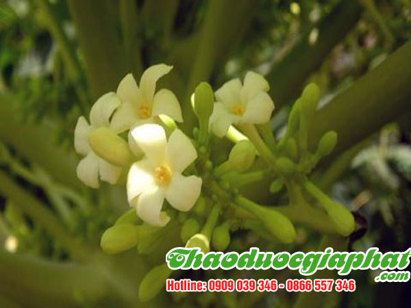 hoa-du-du-duc-tai-quan-tan-phu