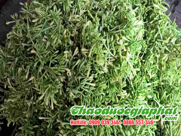 hoa-du-du-duc-tai-quan-thu-duc