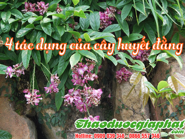 huyet-dang-quan-4