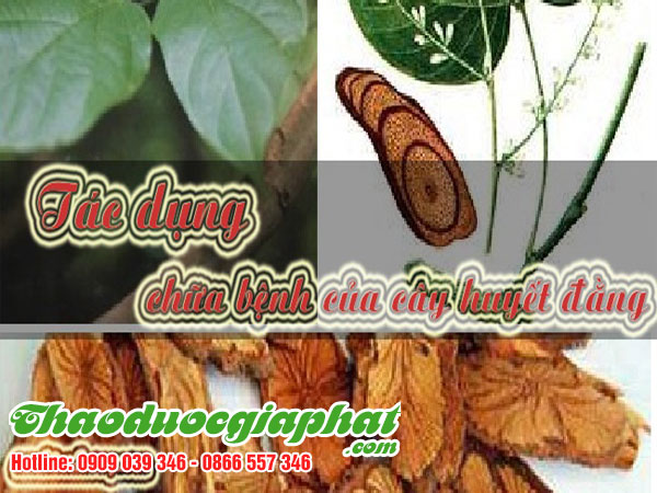 huyet-dang-quan-6