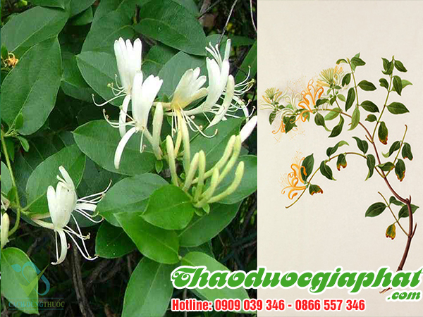 kim-ngan-hoa-huyen-binh-chanh-tot-nhat