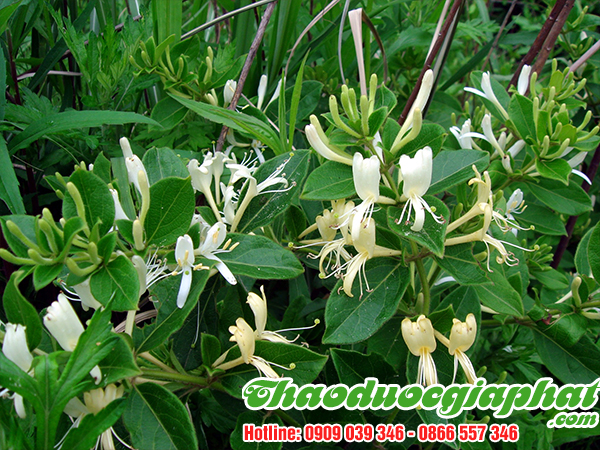 kim-ngan-hoa-huyen-hoc-mon-tot-nhat