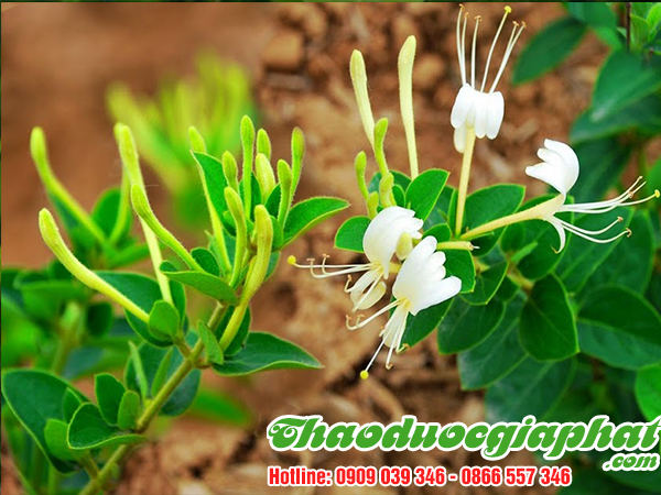 kim-ngan-hoa-huyen-nha-be-tot-nhat