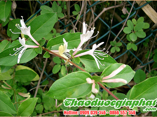 kim-ngan-hoa-quan-10-tot-nhat