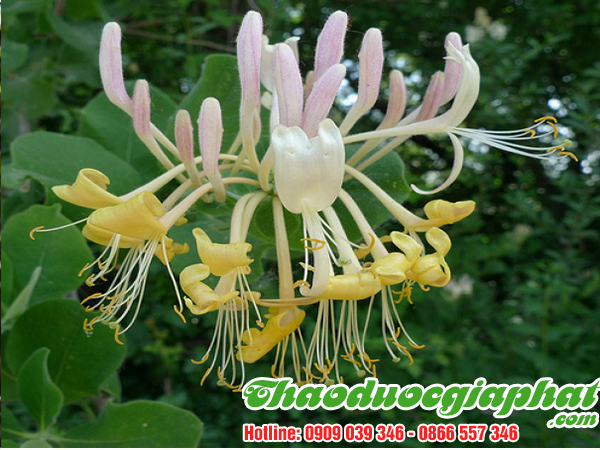 kim-ngan-hoa-quan-12-tot-nhat