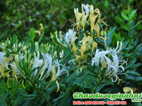 kim-ngan-hoa-quan-2-tot-nhat