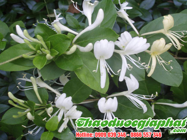 kim-ngan-hoa-quan-5-tot-nhat