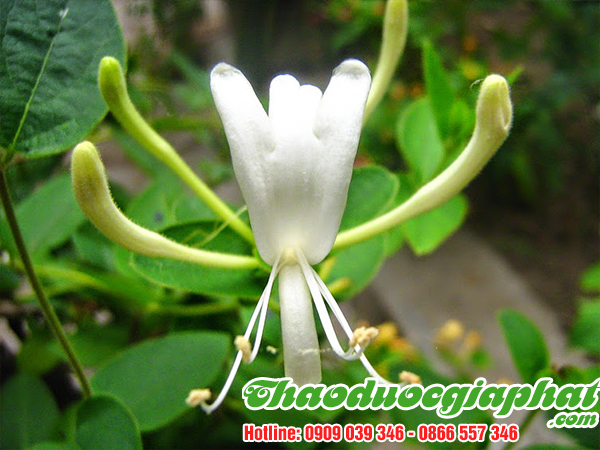 kim-ngan-hoa-quan-binh-thanh-tot-nhat