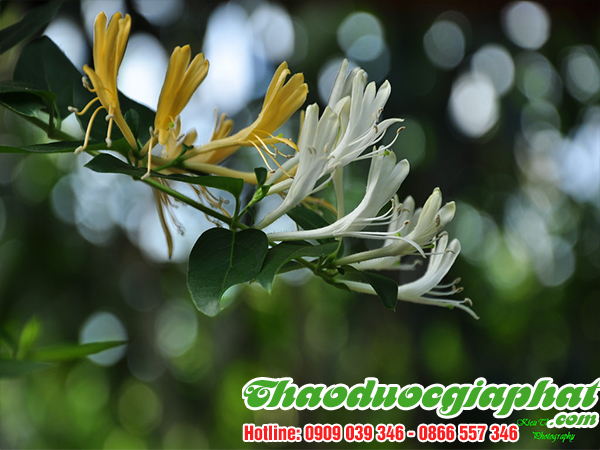 kim-ngan-hoa-quan-phu-nhuan-tot-nhat