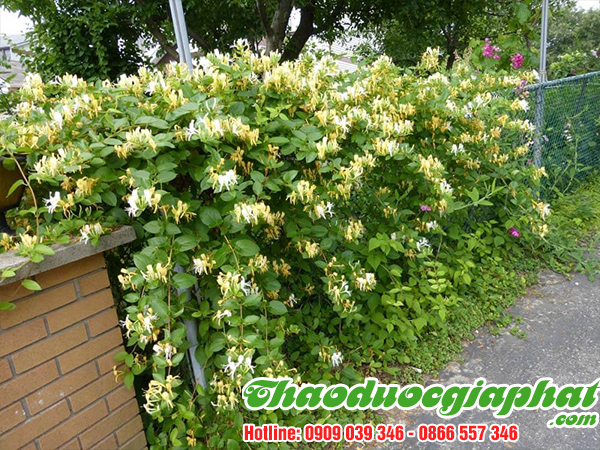 kim-ngan-hoa-quan-tan-binh-tot-nhat