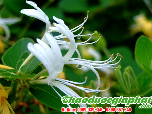 kim-ngan-hoa-quan-tan-phu-tot-nhat