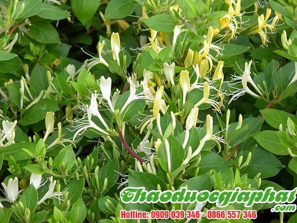 kim-ngan-hoa-quan-thu-duc-tot-nhat